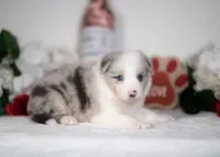 Snap, a female Border Collie for sale in Springfield, MO – Photo 8 of 10