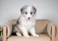 Snap, a female Border Collie for sale in Springfield, MO – Photo 5 of 10