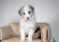 Snap, a female Border Collie for sale in Springfield, MO – Photo 4 of 10