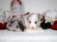 Snap, a female Border Collie for sale in Springfield, MO – Photo 7 of 10