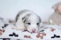 Snap, a female Border Collie for sale in Springfield, MO – Photo 9 of 10
