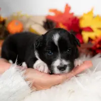 Briarose, a female Border Collie for sale in Springfield, MO – Photo 1 of 5