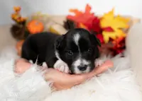 Briarose, a female Border Collie for sale in Springfield, MO – Photo 1 of 5