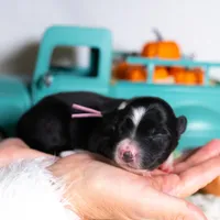 Briarose, a female Border Collie for sale in Springfield, MO – Photo 3 of 5