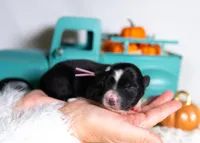 Briarose, a female Border Collie for sale in Springfield, MO – Photo 3 of 5