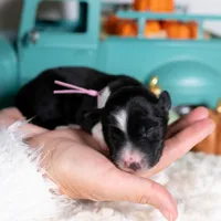 Briarose, a female Border Collie for sale in Springfield, MO – Photo 5 of 5