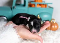 Briarose, a female Border Collie for sale in Springfield, MO – Photo 5 of 5