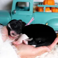 Briarose, a female Border Collie for sale in Springfield, MO – Photo 4 of 5