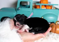 Briarose, a female Border Collie for sale in Springfield, MO – Photo 4 of 5