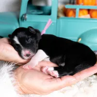 Briarose, a female Border Collie for sale in Springfield, MO – Photo 2 of 5