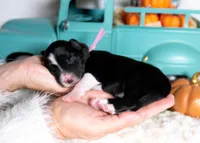 Briarose, a female Border Collie for sale in Springfield, MO – Photo 2 of 5