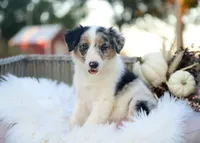 Chenille, a female Border Collie for sale in Springfield, MO – 5 of 8
