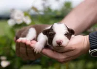 Sonoran, a female Border Collie for sale in Springfield, MO – Photo 4 of 9