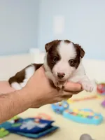Sonoran, a female Border Collie for sale in Springfield, MO – Photo 2 of 9