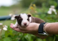 Sonoran, a female Border Collie for sale in Springfield, MO – Photo 7 of 9
