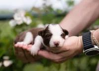 Sonoran, a female Border Collie for sale in Springfield, MO – Photo 6 of 9