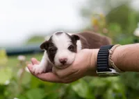 Sonoran, a female Border Collie for sale in Springfield, MO – Photo 8 of 9