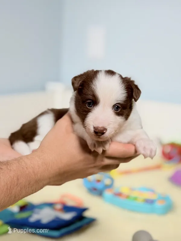 Sonoran, a female Border Collie for sale in Springfield, MO – Photo 1 of 9