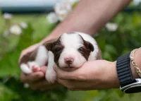 Sonoran, a female Border Collie for sale in Springfield, MO – Photo 5 of 9