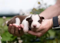 Sonoran, a female Border Collie for sale in Springfield, MO – Photo 9 of 9