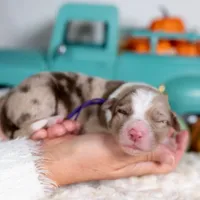 Sorrel, a female Border Collie for sale in Springfield, MO – Photo 2 of 4