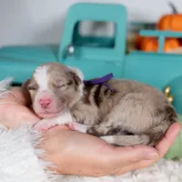 Sorrel, a female Border Collie for sale in Springfield, MO – Photo 3 of 4