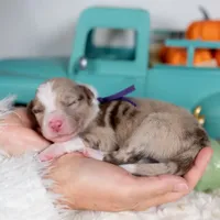 Sorrel, a female Border Collie for sale in Springfield, MO – Photo 4 of 4