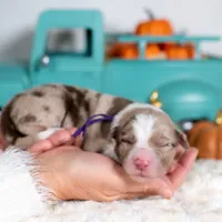 Sorrel, a female Border Collie for sale in Springfield, MO – Photo 1 of 4