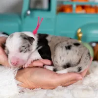 Tansy, a female Border Collie for sale in Springfield, MO – Photo 2 of 5