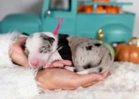 processed/d88d19c5-c1b5-4e2c-baef-1a3b1bf32465/listing/a4ed1d05-5d94-491c-8735-2e69c06958fa/022ac630-e2f3-45b4-beaf-43866bfe6d87