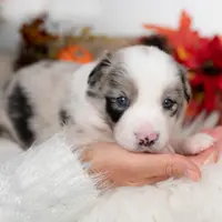 Tansy, a female Border Collie for sale in Springfield, MO – Photo 1 of 5