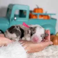 Tansy, a female Border Collie for sale in Springfield, MO – Photo 5 of 5