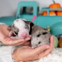 Tansy, a female Border Collie for sale in Springfield, MO – Photo 3 of 5