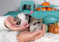 processed/d88d19c5-c1b5-4e2c-baef-1a3b1bf32465/listing/a4ed1d05-5d94-491c-8735-2e69c06958fa/b424d03a-ef5b-4a8f-82f5-44518d60ec8a