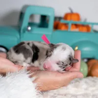 Tansy, a female Border Collie for sale in Springfield, MO – Photo 4 of 5