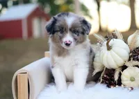 Wilder, a male Border Collie for sale in Springfield, MO – 4 of 4