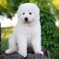 Upcoming, a  Maremma Sheepdog for sale in Springfield, MO – Photo 1 of 10