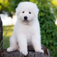 Upcoming, a  Maremma Sheepdog for sale in Springfield, MO – Photo 3 of 10