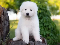 processed/d88d19c5-c1b5-4e2c-baef-1a3b1bf32465/listing/ad6df6c7-9ac1-473f-a959-9b5e4889c85b/6ced5584-aa92-4172-9ec5-9a6bf19fb2ce