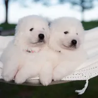 Upcoming, a  Maremma Sheepdog for sale in Springfield, MO – Photo 7 of 10