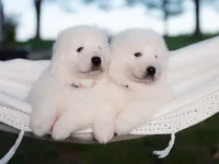 processed/d88d19c5-c1b5-4e2c-baef-1a3b1bf32465/listing/ad6df6c7-9ac1-473f-a959-9b5e4889c85b/782d4768-c1c9-45c1-814f-fe35b503d7d1