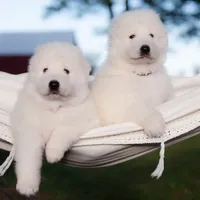 Upcoming, a  Maremma Sheepdog for sale in Springfield, MO – Photo 6 of 10