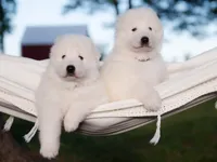 processed/d88d19c5-c1b5-4e2c-baef-1a3b1bf32465/listing/ad6df6c7-9ac1-473f-a959-9b5e4889c85b/7c310169-85b5-421c-9cd3-97f4b7517407