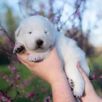 Upcoming, a  Maremma Sheepdog for sale in Springfield, MO – Photo 9 of 10