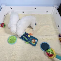 Upcoming, a  Maremma Sheepdog for sale in Springfield, MO – Photo 8 of 10