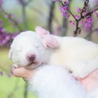 Upcoming, a  Maremma Sheepdog for sale in Springfield, MO – Photo 10 of 10