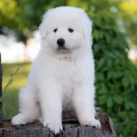 Upcoming, a  Maremma Sheepdog for sale in Springfield, MO – Photo 2 of 10