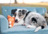 Chenille, a female Border Collie for sale in Springfield, MO – 6 of 8