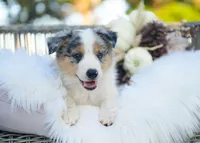 Velvet, a female Border Collie for sale in Springfield, MO – 4 of 10