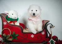 Sugarplum, a female Maremma Sheepdog for sale in Springfield, MO – Photo 1 of 4